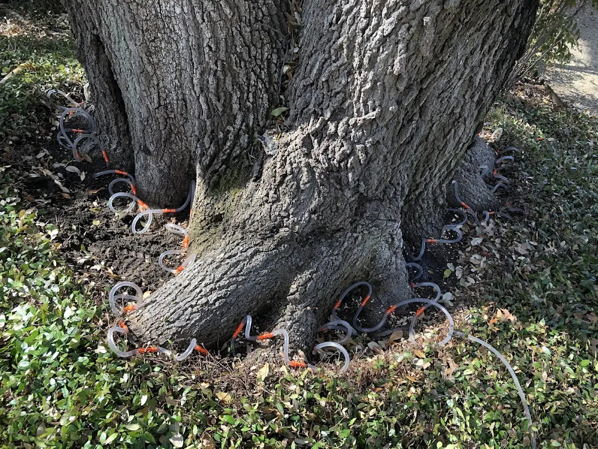 Detailed Tree Cabling and Bracing job site in Prairie Village