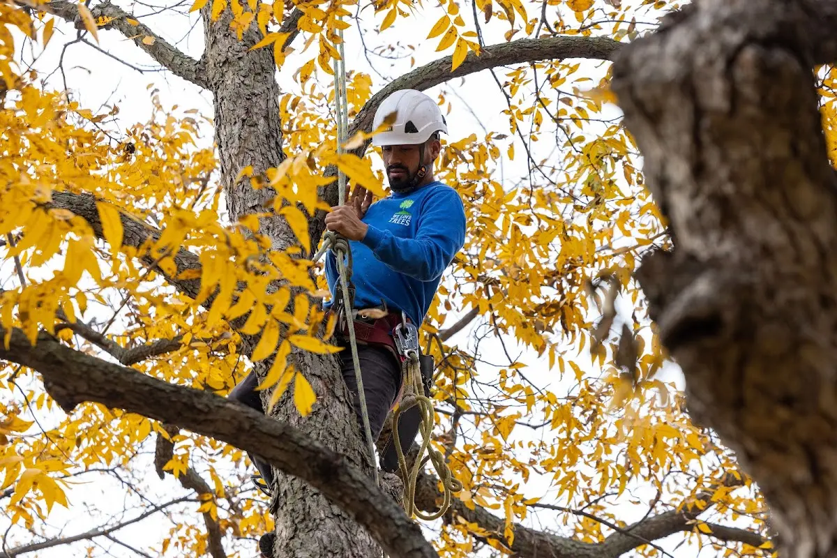 Skilled Tree Planing crew working in Prairie Village