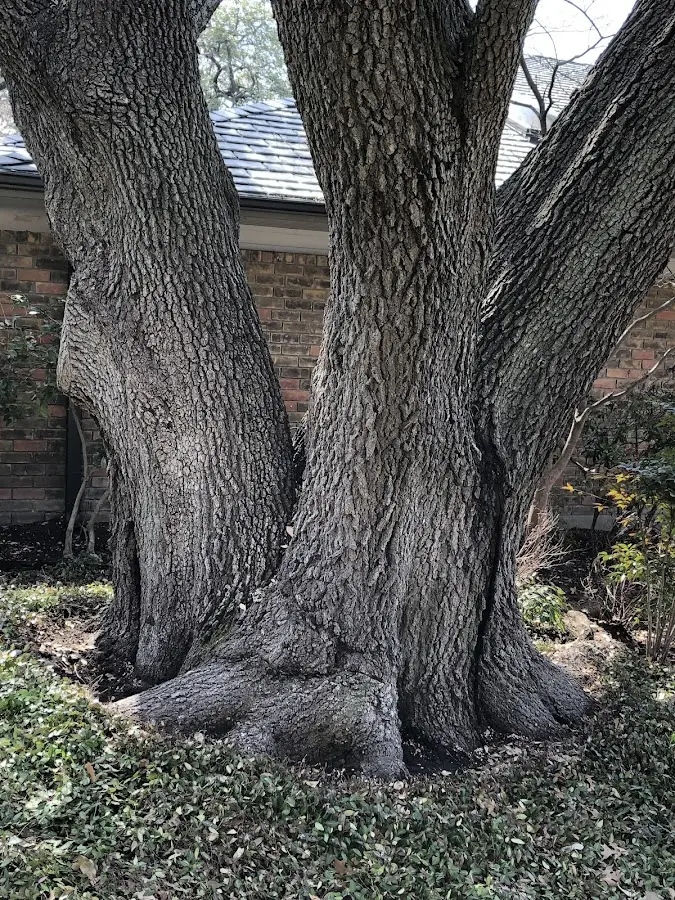 Mature heritage tree close to a Prairie Village property cared for by certified arborists